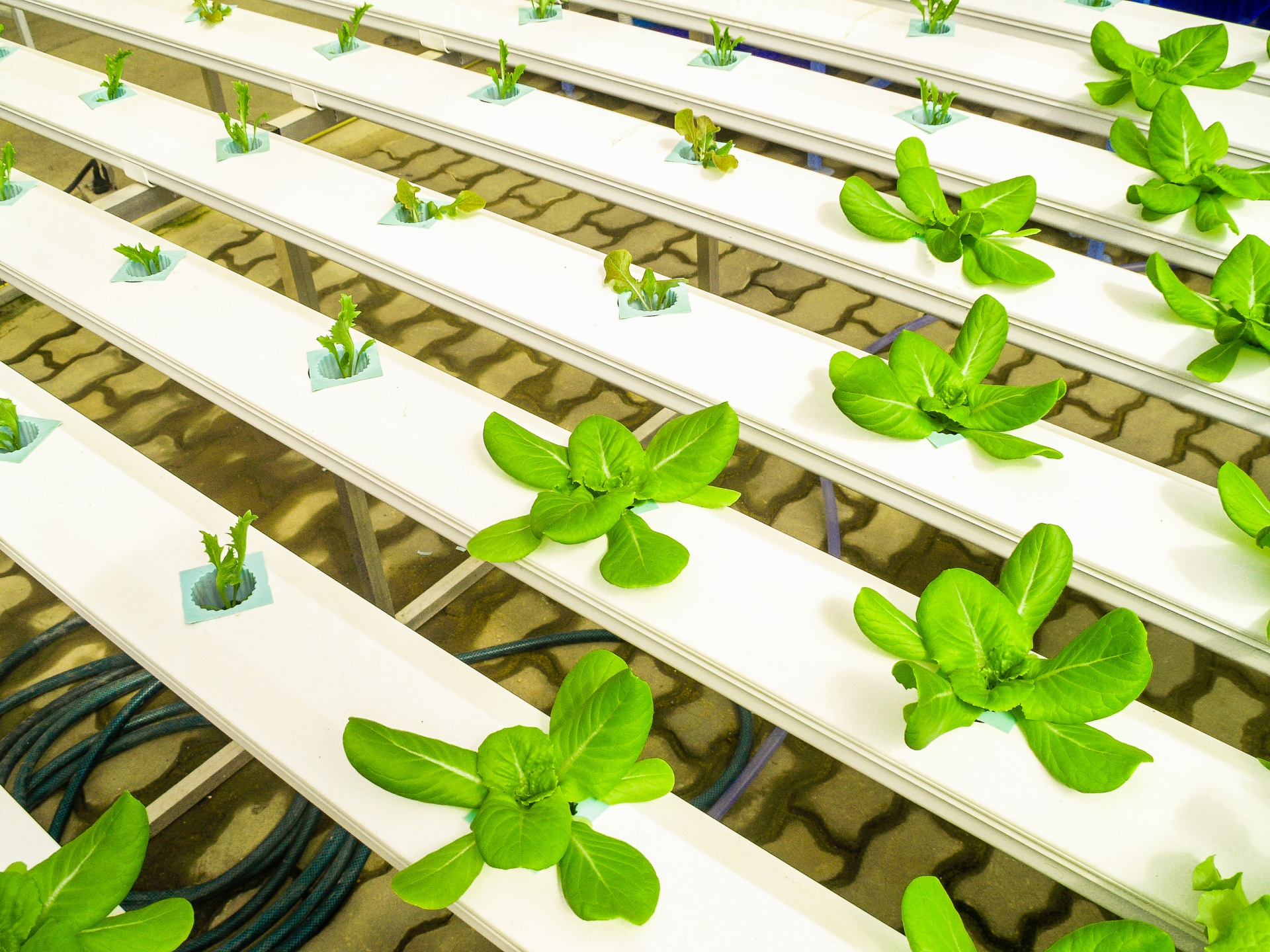 Why vertical farming companies need to catch up on the web